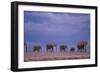 Elephants-DLILLC-Framed Photographic Print