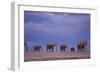 Elephants-DLILLC-Framed Photographic Print