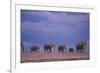 Elephants-DLILLC-Framed Photographic Print