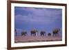 Elephants-DLILLC-Framed Photographic Print