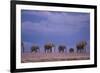 Elephants-DLILLC-Framed Photographic Print