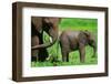Elephants-BlueOrange Studio-Framed Photographic Print
