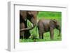 Elephants-BlueOrange Studio-Framed Photographic Print