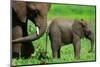 Elephants-BlueOrange Studio-Mounted Photographic Print