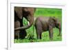 Elephants-BlueOrange Studio-Framed Photographic Print