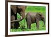 Elephants-BlueOrange Studio-Framed Photographic Print