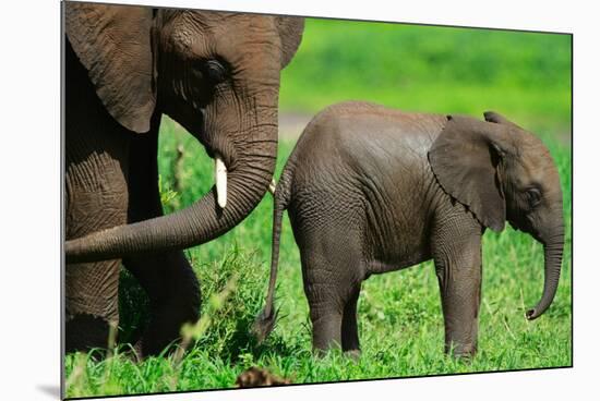 Elephants-BlueOrange Studio-Mounted Photographic Print