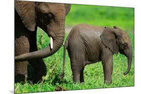 Elephants-BlueOrange Studio-Mounted Photographic Print