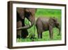 Elephants-BlueOrange Studio-Framed Photographic Print