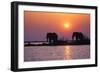 Elephants-null-Framed Photographic Print