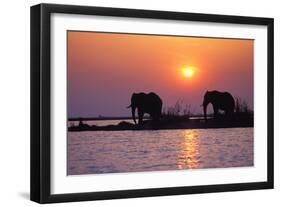 Elephants-null-Framed Photographic Print