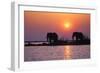 Elephants-null-Framed Photographic Print