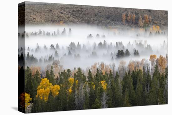 Elevated view of aspen and cottonwood trees in morning mist along Snake River, Grand Teton NP, WY-Adam Jones-Stretched Canvas