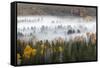 Elevated view of aspen and cottonwood trees in morning mist along Snake River, Grand Teton NP, WY-Adam Jones-Framed Stretched Canvas
