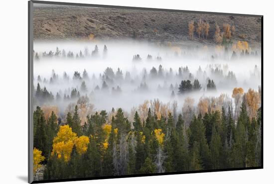 Elevated view of aspen and cottonwood trees in morning mist along Snake River, Grand Teton NP, WY-Adam Jones-Mounted Photographic Print