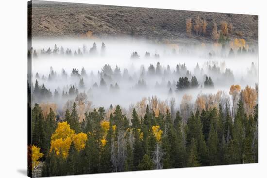 Elevated view of aspen and cottonwood trees in morning mist along Snake River, Grand Teton NP, WY-Adam Jones-Stretched Canvas