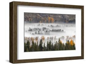Elevated view of aspen and cottonwood trees in morning mist along Snake River, Grand Teton NP, WY-Adam Jones-Framed Photographic Print