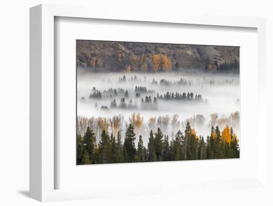 Elevated view of aspen and cottonwood trees in morning mist along Snake River, Grand Teton NP, WY-Adam Jones-Framed Photographic Print