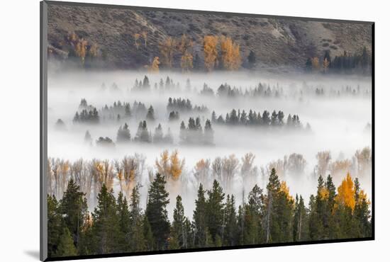 Elevated view of aspen and cottonwood trees in morning mist along Snake River, Grand Teton NP, WY-Adam Jones-Mounted Photographic Print