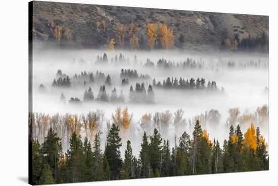 Elevated view of aspen and cottonwood trees in morning mist along Snake River, Grand Teton NP, WY-Adam Jones-Stretched Canvas