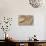 Elevated View of Mosaics, Murals and Frescoes in a Terrace House, Curetes Street-Eleanor Scriven-Photographic Print displayed on a wall