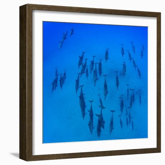 Elevated View of School of Dolphins Swimming in Pacific Ocean, Hawaii, USA-null-Framed Photographic Print