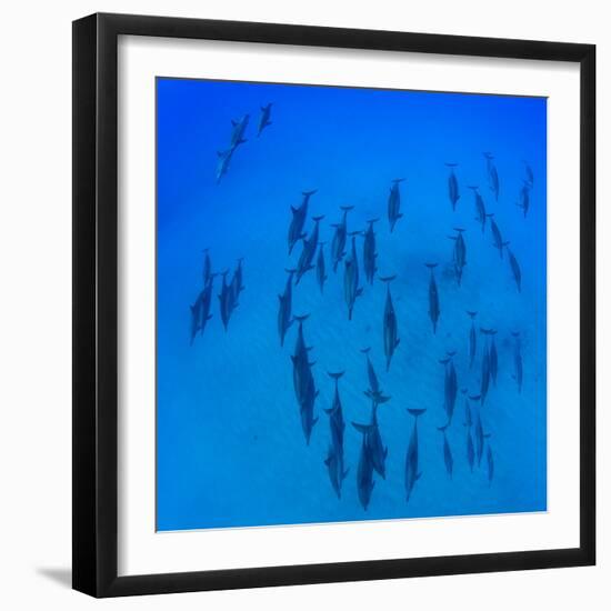 Elevated View of School of Dolphins Swimming in Pacific Ocean, Hawaii, USA-null-Framed Photographic Print