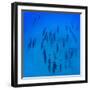Elevated View of School of Dolphins Swimming in Pacific Ocean, Hawaii, USA-null-Framed Photographic Print