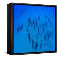 Elevated View of School of Dolphins Swimming in Pacific Ocean, Hawaii, USA-null-Framed Stretched Canvas