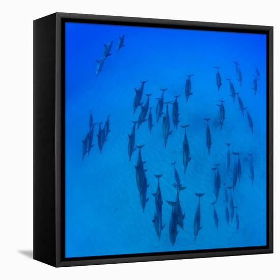 Elevated View of School of Dolphins Swimming in Pacific Ocean, Hawaii, USA-null-Framed Stretched Canvas