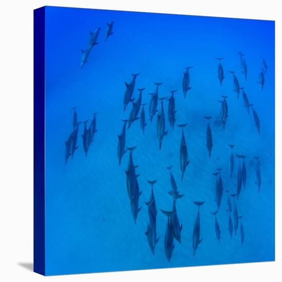 Elevated View of School of Dolphins Swimming in Pacific Ocean, Hawaii, USA-null-Stretched Canvas