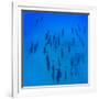 Elevated View of School of Dolphins Swimming in Pacific Ocean, Hawaii, USA-null-Framed Photographic Print