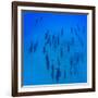 Elevated View of School of Dolphins Swimming in Pacific Ocean, Hawaii, USA-null-Framed Photographic Print