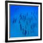 Elevated View of School of Dolphins Swimming in Pacific Ocean, Hawaii, USA-null-Framed Photographic Print