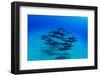 Elevated View of School of Dolphins Swimming in Pacific Ocean, Hawaii, USA-null-Framed Photographic Print