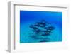 Elevated View of School of Dolphins Swimming in Pacific Ocean, Hawaii, USA-null-Framed Photographic Print