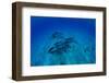 Elevated View of School of Dolphins Swimming in Pacific Ocean, Hawaii, USA-null-Framed Photographic Print