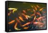 Elevated View of School of Koi Fish Swimming Underwater-null-Framed Stretched Canvas