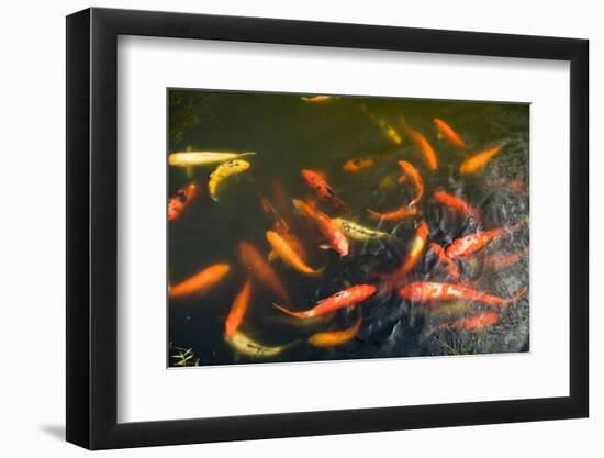 Elevated View of School of Koi Fish Swimming Underwater-null-Framed Photographic Print