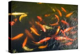 Elevated View of School of Koi Fish Swimming Underwater-null-Stretched Canvas