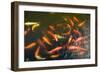 Elevated View of School of Koi Fish Swimming Underwater-null-Framed Photographic Print