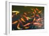 Elevated View of School of Koi Fish Swimming Underwater-null-Framed Photographic Print