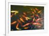 Elevated View of School of Koi Fish Swimming Underwater-null-Framed Photographic Print