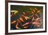 Elevated View of School of Koi Fish Swimming Underwater-null-Framed Photographic Print
