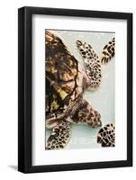 Elevated view of Sea turtle, Old Hegg Turtle Sanctuary, Park Bay, Bequia, Saint Vincent And The...-null-Framed Photographic Print