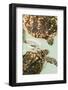 Elevated view of Sea turtles, Old Hegg Turtle Sanctuary, Park Bay, Bequia, Saint Vincent And The...-null-Framed Photographic Print