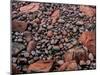 Elevated view of stones on the coast, Park Loop Road, Acadia National Park, Maine, USA-null-Mounted Photographic Print