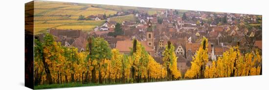 Elevated View of the Riquewihr and Vineyards in Autumn, Alsace, France-null-Stretched Canvas