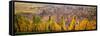 Elevated View of the Riquewihr and Vineyards in Autumn, Alsace, France-null-Framed Stretched Canvas