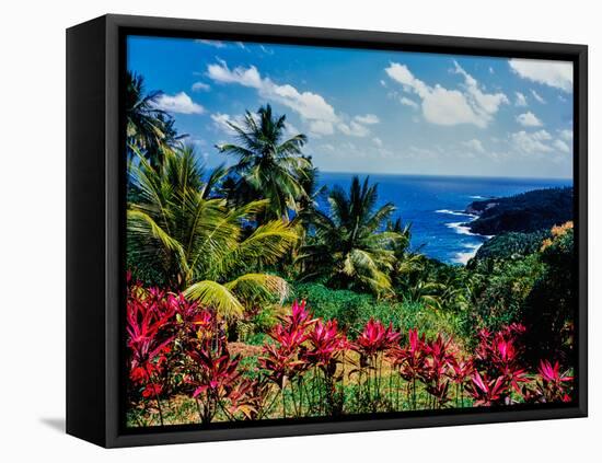 Elevated view of trees and plants on the East Coast, Dominica-null-Framed Stretched Canvas